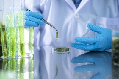 Laboratoriohenkilö asettaa pipetillä kasvista oteettua näytettä astiaan. Biosimilaari.